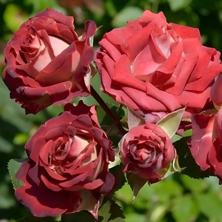 Роза спрей (миниатюрная) Тирамису/ЦКор