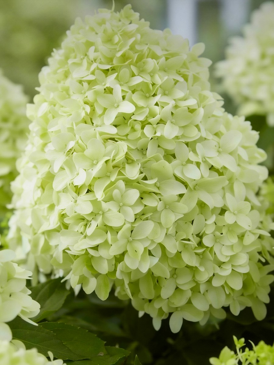 Гортензия метельчатая Литтл Спуки/ЦКорЛюкс