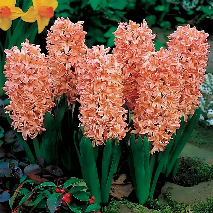 Гиацинт Бестселлер, 1 шт.