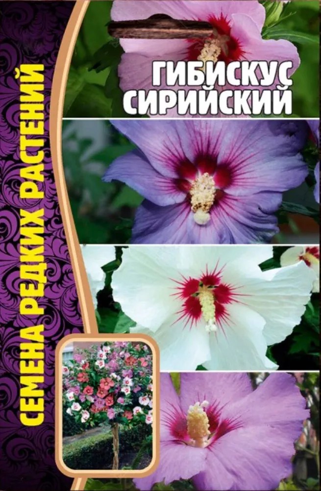 Гибискус Сирийский, 7 шт.