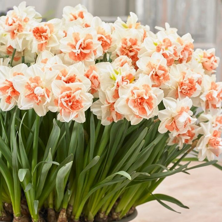 Нарцисс махровый Май Стори, 12/14, 1 шт.