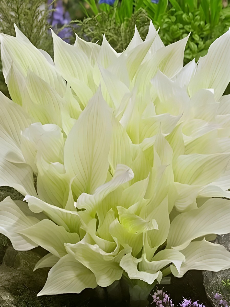 Хоста Уайт Февер XXL, 1 шт.