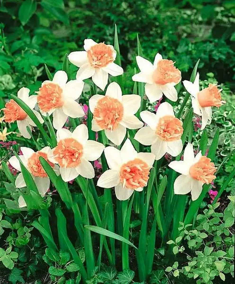 Нарцисс махровый Петит Фо, 12/14. 1 шт.