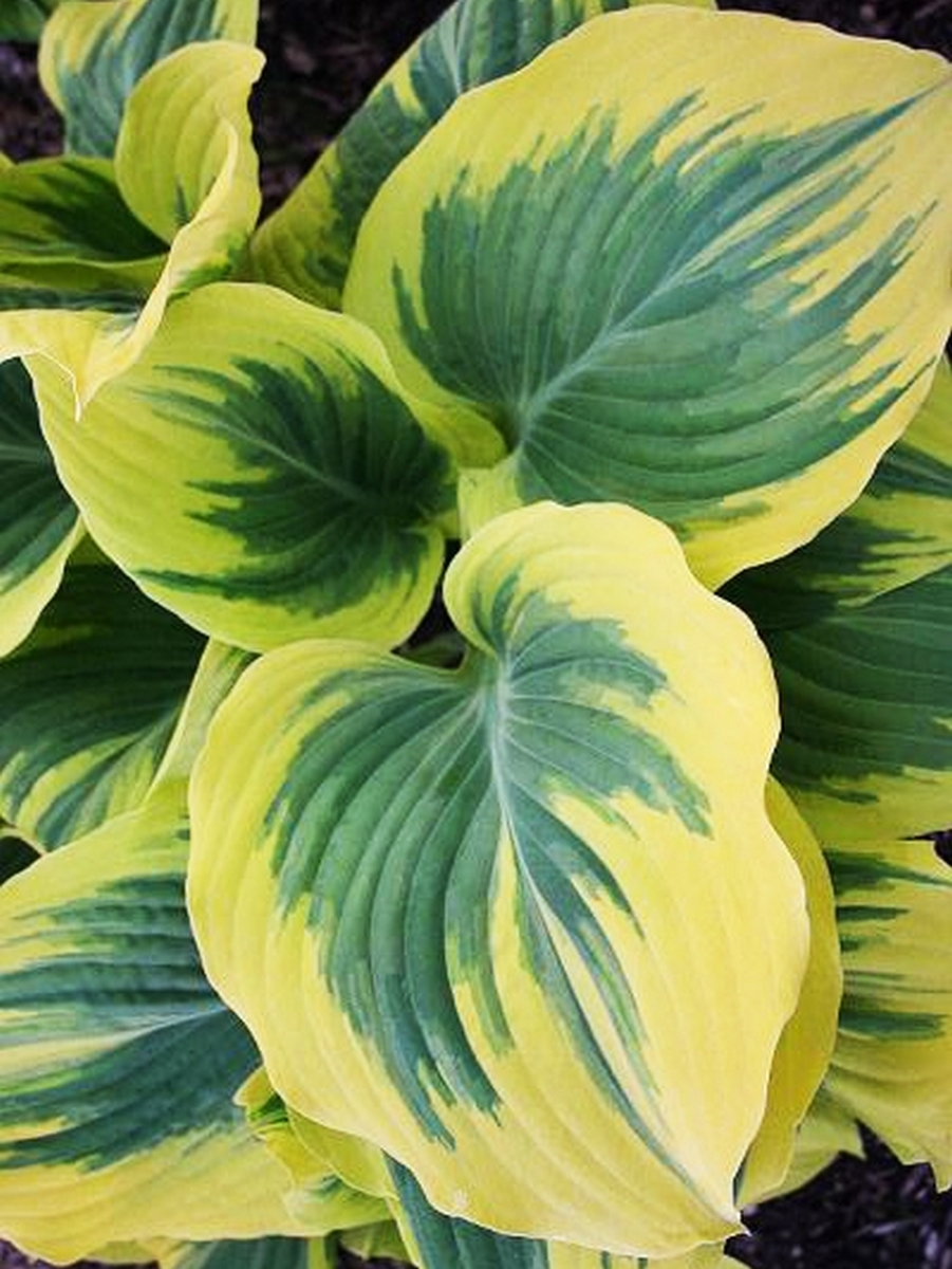 Хоста Либерти, 1 шт.