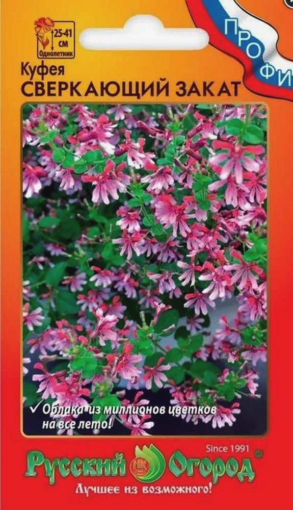 Куфея Сверкающий закат, 4 шт. Русский огород