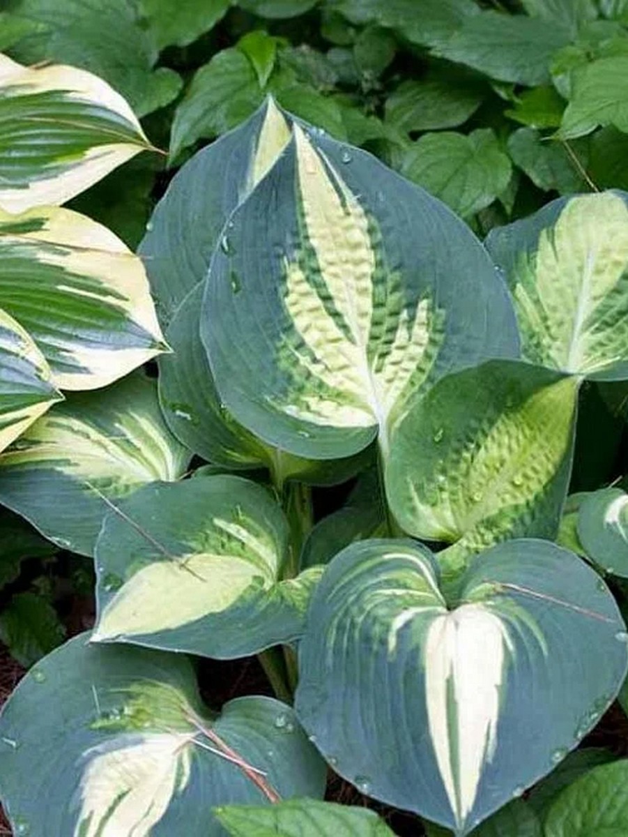 Хоста Лейксайд Кап Кейк, 1 шт.