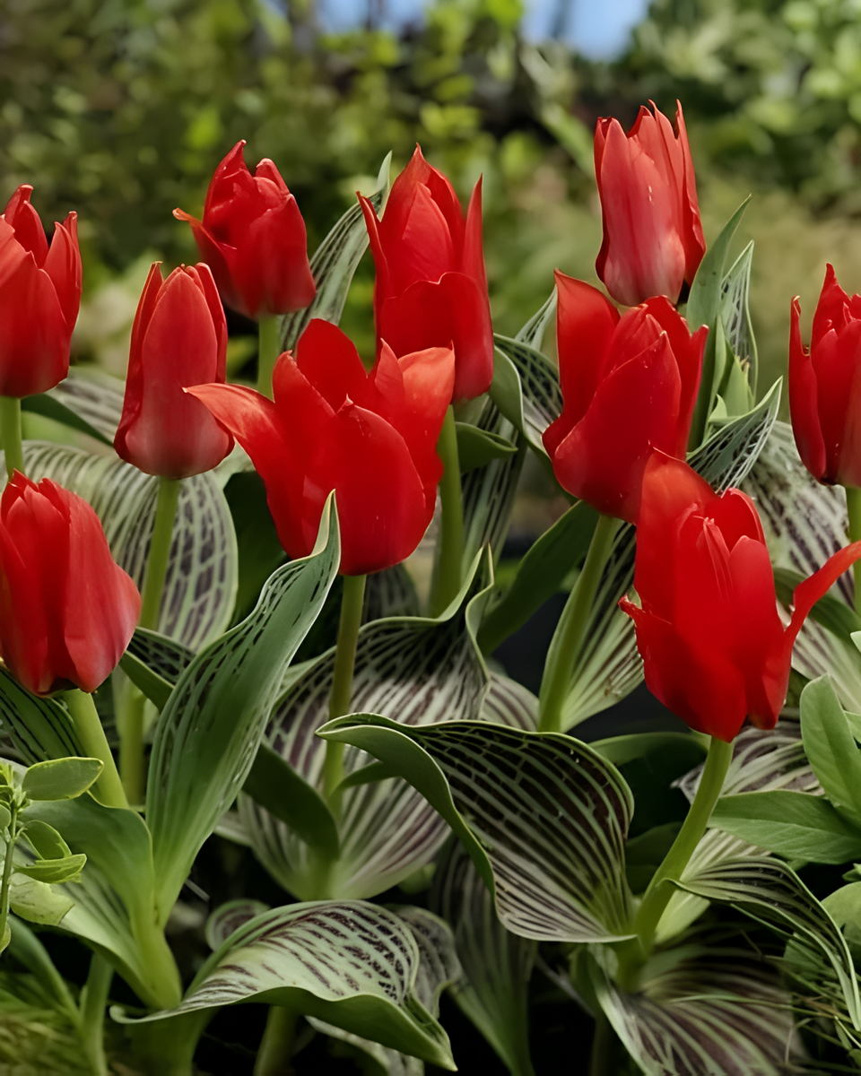 Тюльпан грейга Али Баба, 11/12, 1 шт.