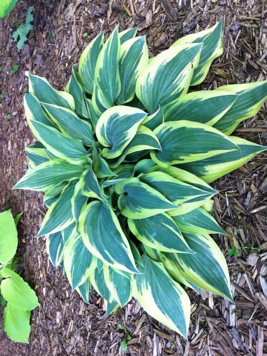 Хоста Волверин, 1 шт.