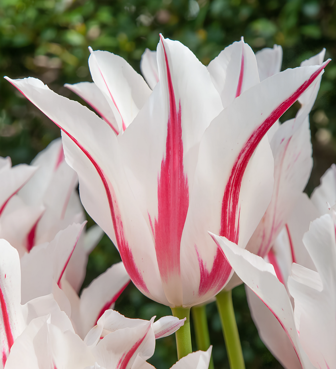 Тюльпан лилиецветный Мэрилин, 11/12, 1 шт.