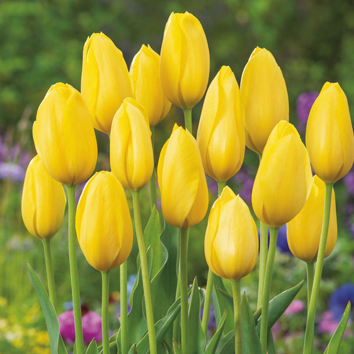 Тюльпан простой поздний Биг Смайл, 11/12, 1 шт.