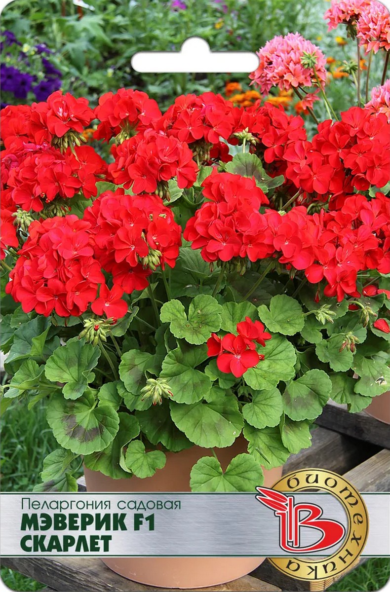 Пеларгония садовая Мэверик F1 Скарлет, 5 шт. Биотехника