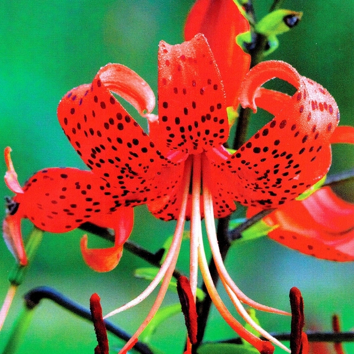 Лилия Рэд Флейвоур, 12/14, 1 шт.