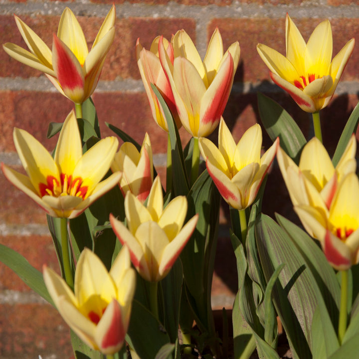 Тюльпан кауфмана Корона, 11/12, 1 шт.