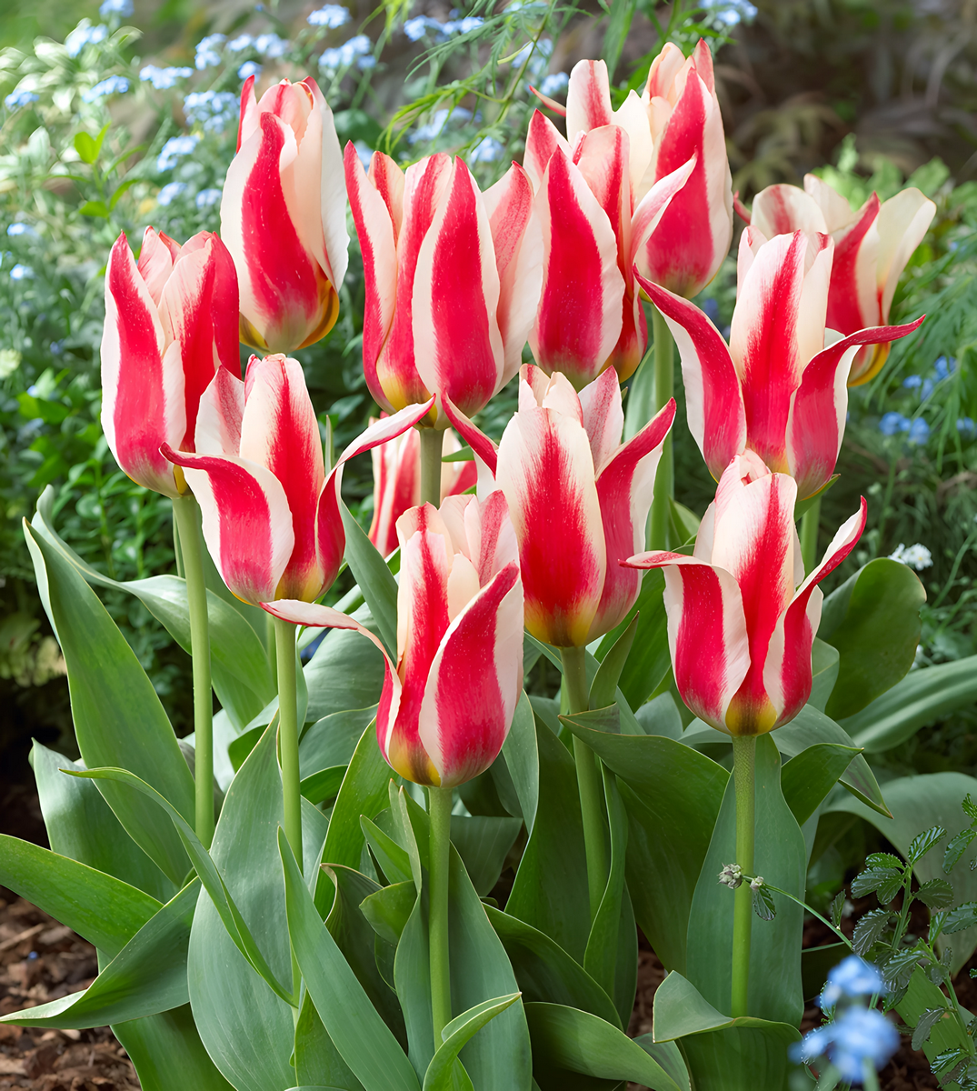 Тюльпан грейга Бадди, 11/12, 1 шт.