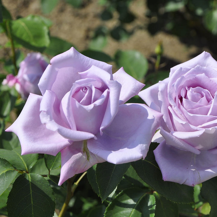 Роза чайно-гибридная Майнзер Фастнахт (голубой)