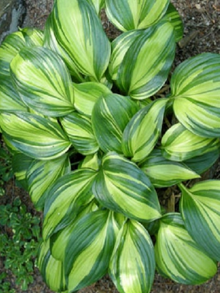 Хоста Рейнбоуз Энд, 1 шт.