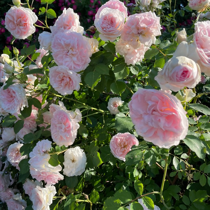 Роза канадская парковая Модэн Блаш/ЦКор