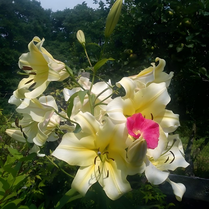 Лилия ОТ-гибрид Биг Бразер, 12/14, 1 шт.