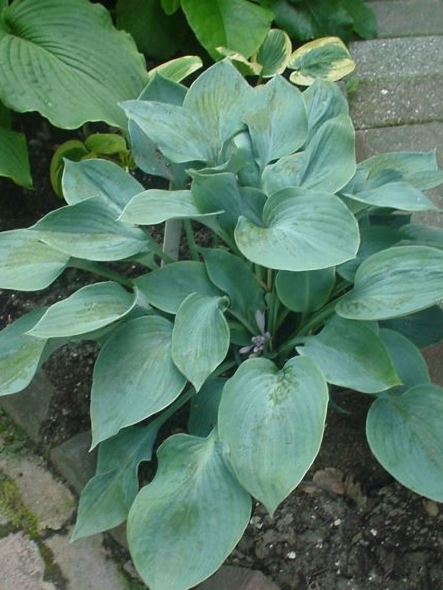 Хоста Блю Стилтон, 1 шт.