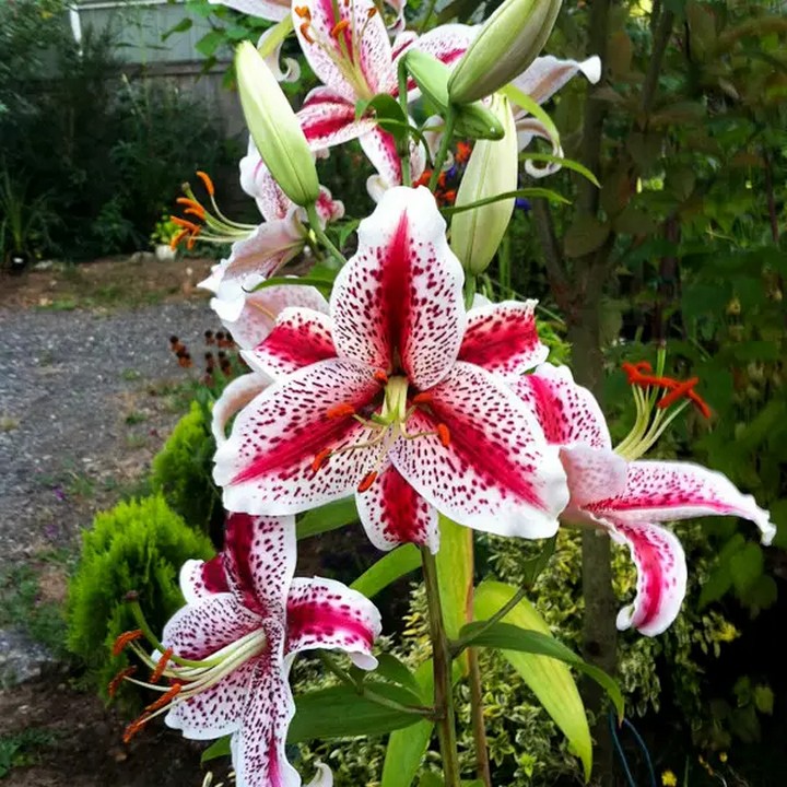 Лилия восточная Тайгервудс, 12/14,1 шт.