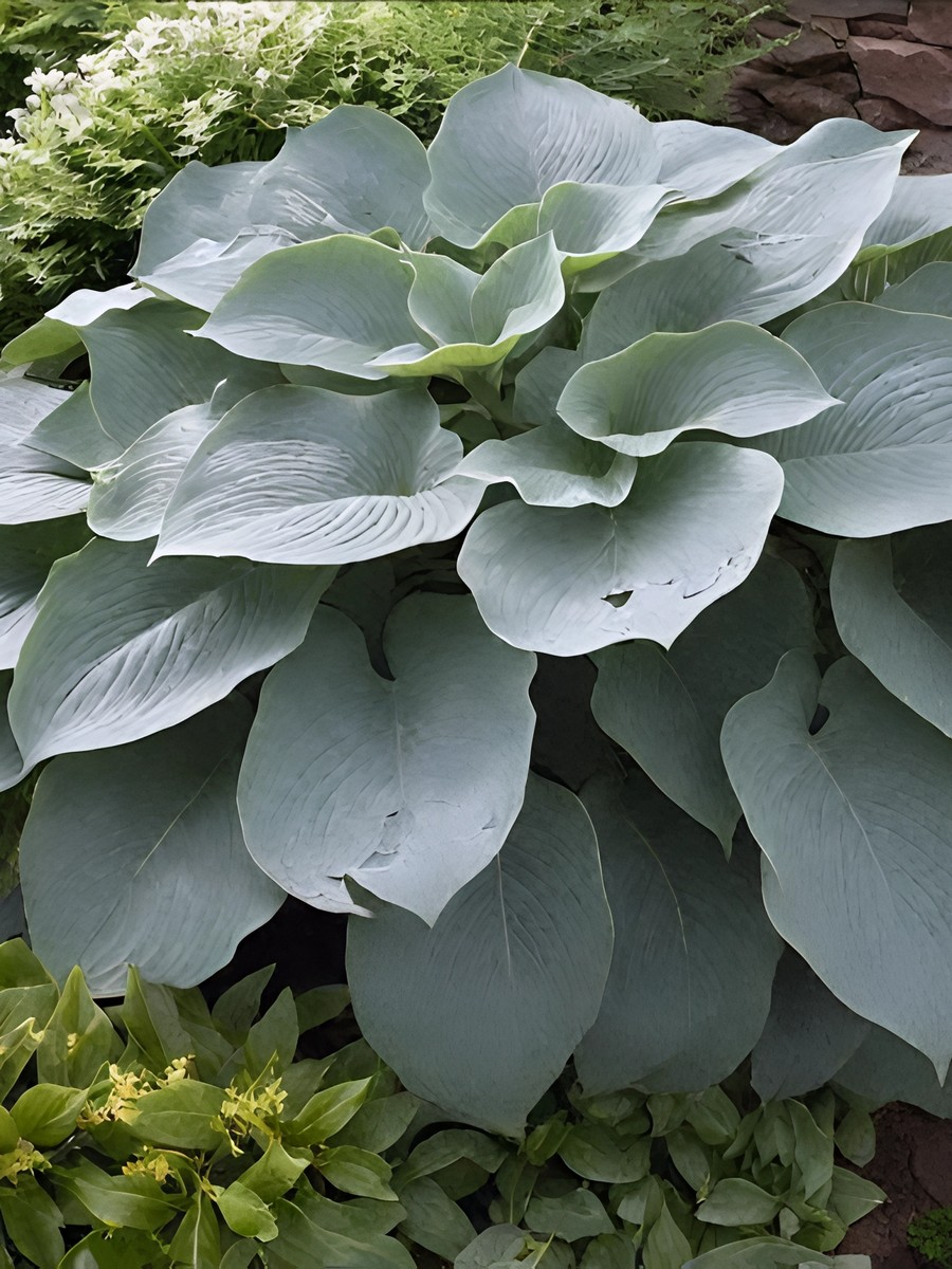 Хоста Блю Гавайи, 1 шт.