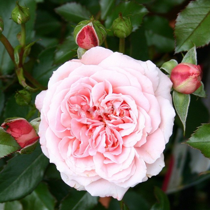 Роза флорибунда Боттичелли/ЦКор