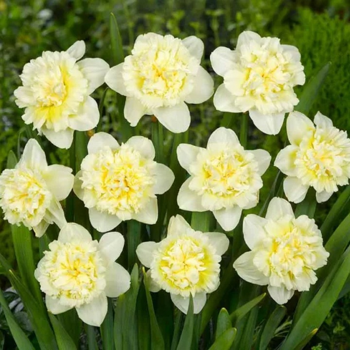 Нарцисс махровый Айс Кинг, 12/14, 1 шт.