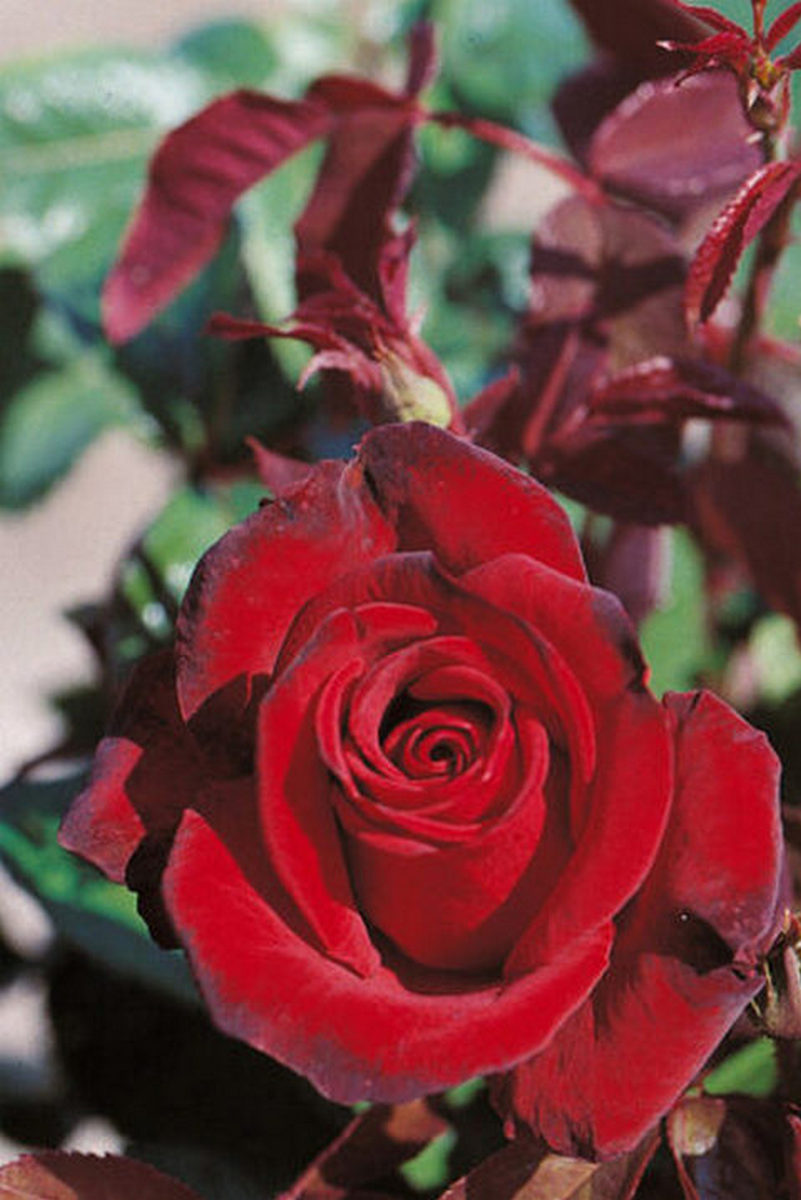 Роза чайно-гибридная Блэк Баккара