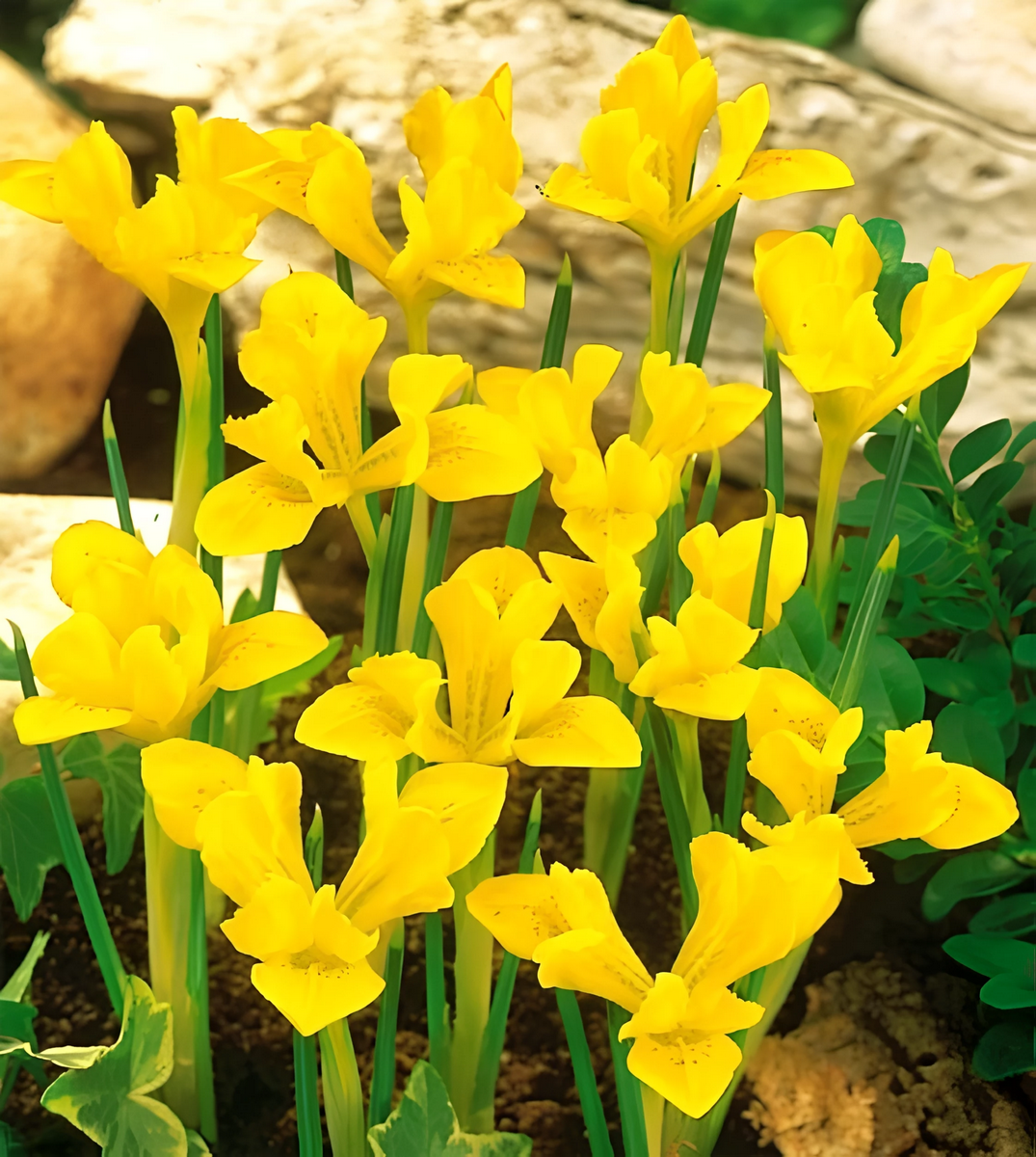 Ирис сетчатый Данфорда, 6/+, 1 шт.