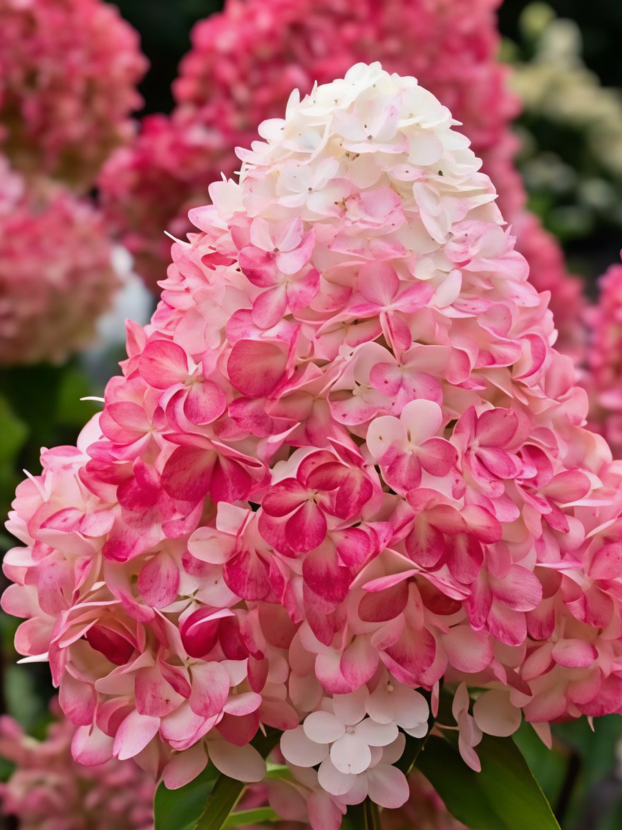 Гортензия метельчатая Пинки Промис