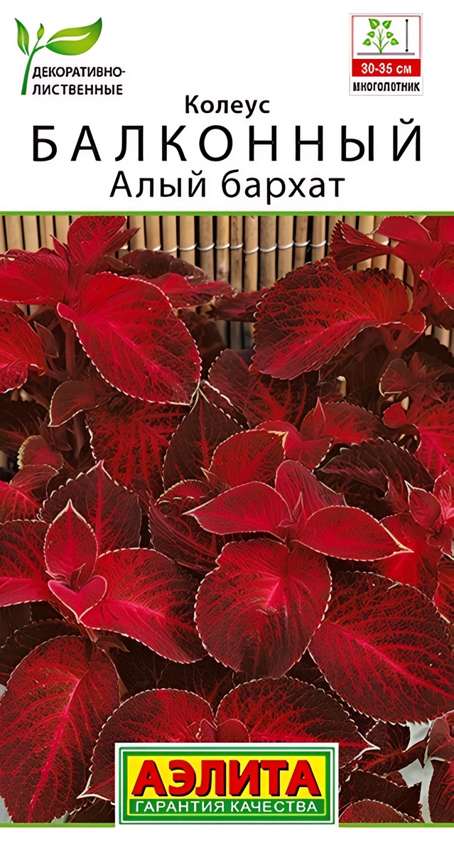 Колеус балконный Алый бархат, 5 шт. 