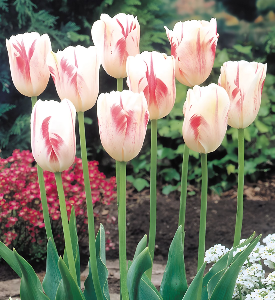 Тюльпан простой поздний Сорбет, 11/12, 1 шт.