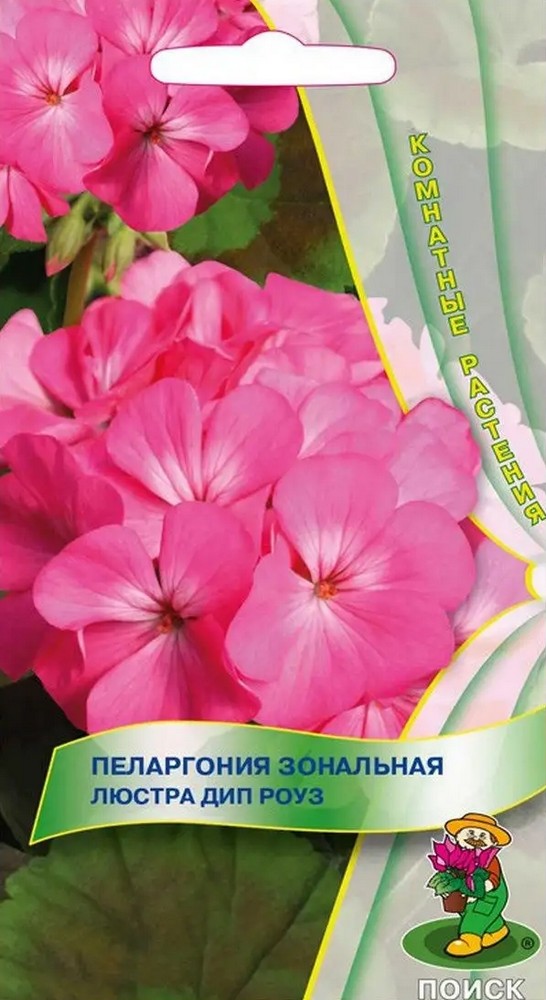 Пеларгония зональная Люстра Дип Роуз, 5 шт. Комнатные растения