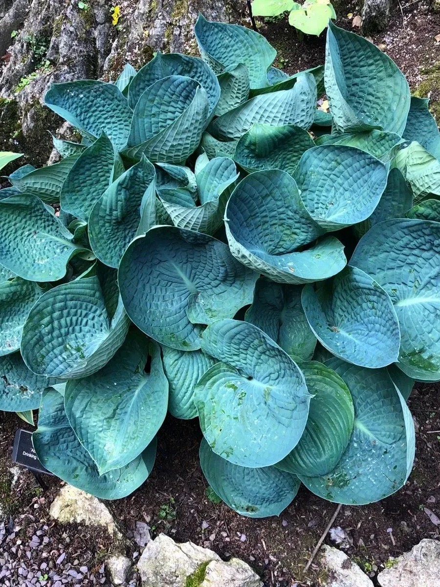 Хоста Лов Пат, 1 шт.