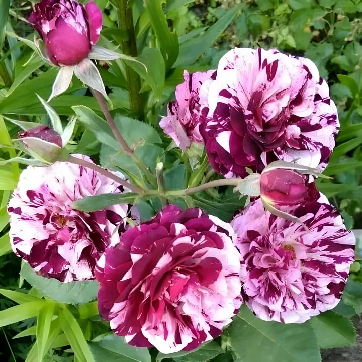 Роза флорибунда Нью Имэджин