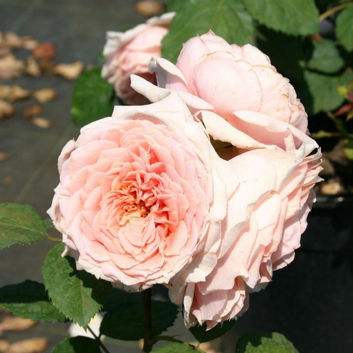 Роза Гийо парковая Поль Бокюз