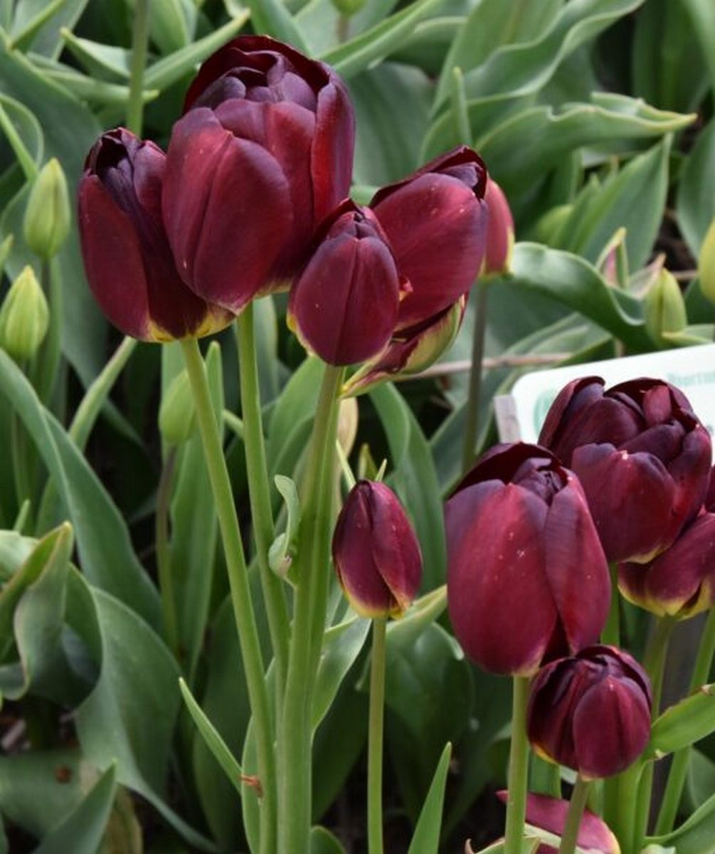 Тюльпан многоцветковый Уоллфлауэр, 11/12, 1 шт.