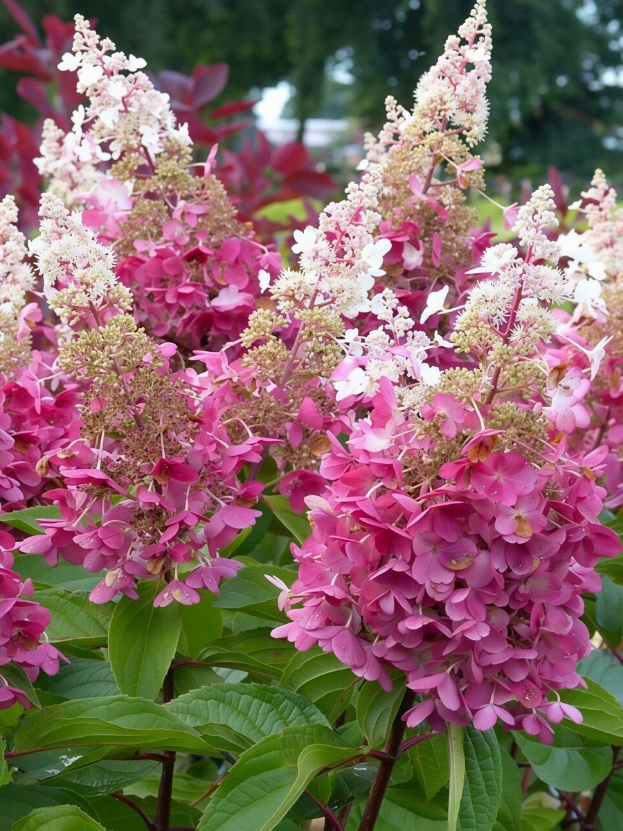 Гортензия метельчатая Конфетти/ЦКорЛюкс