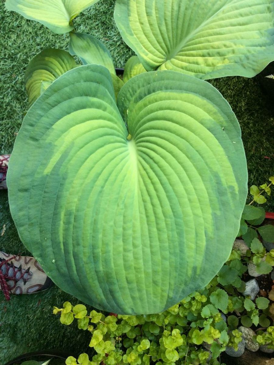 Хоста Джордж Смит, 1 шт.