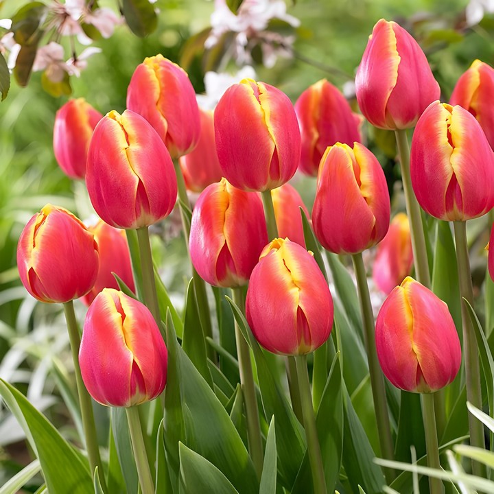 Тюльпан триумф Роял Ван Дер Марк, 11/12, 1 шт.