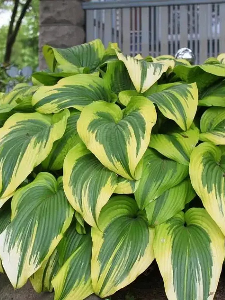 Хоста Финал Виктори, 1 шт.