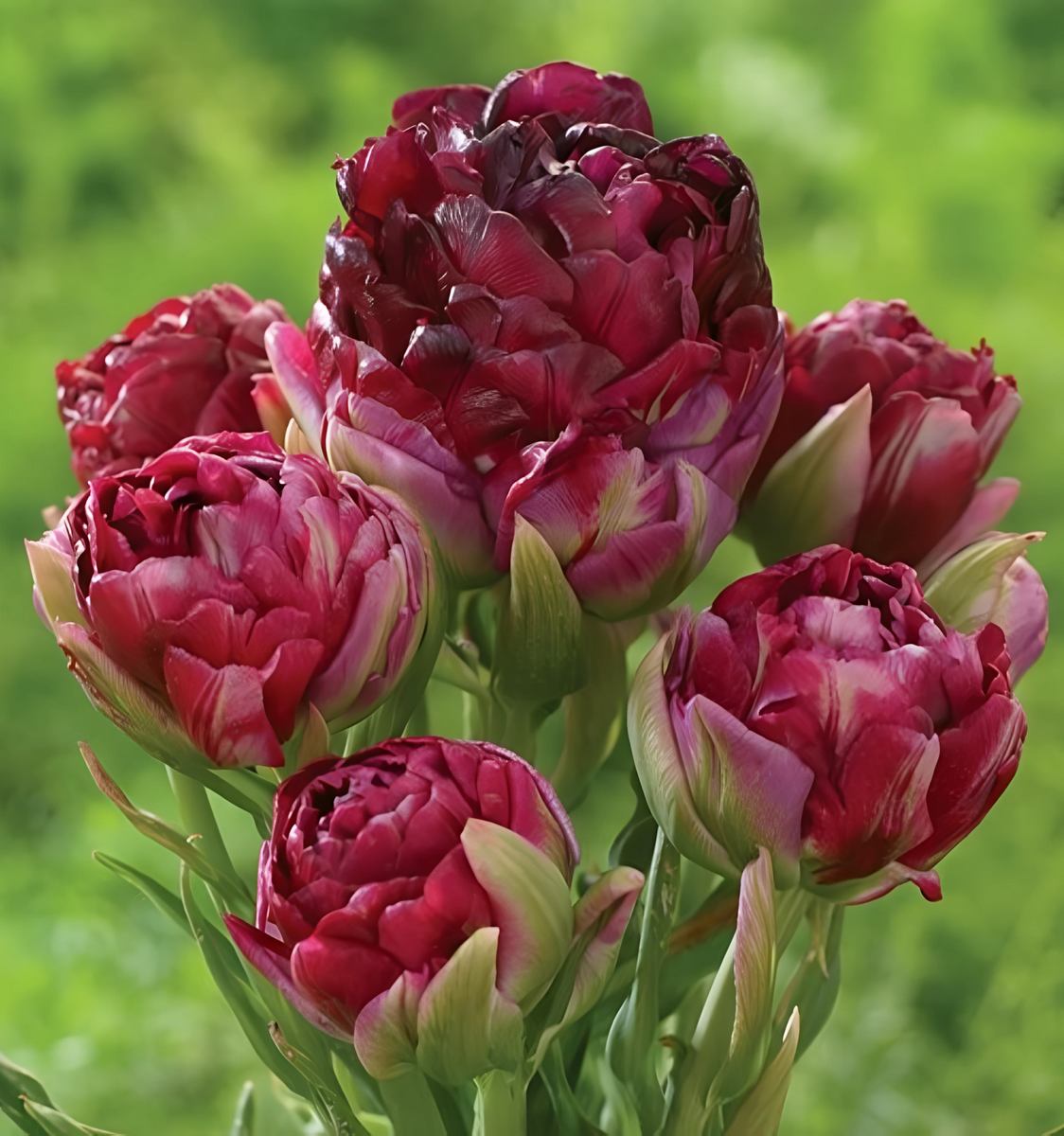 Тюльпан махровый многоцветковый Перл Маунтейн, 11/12, 1 шт.