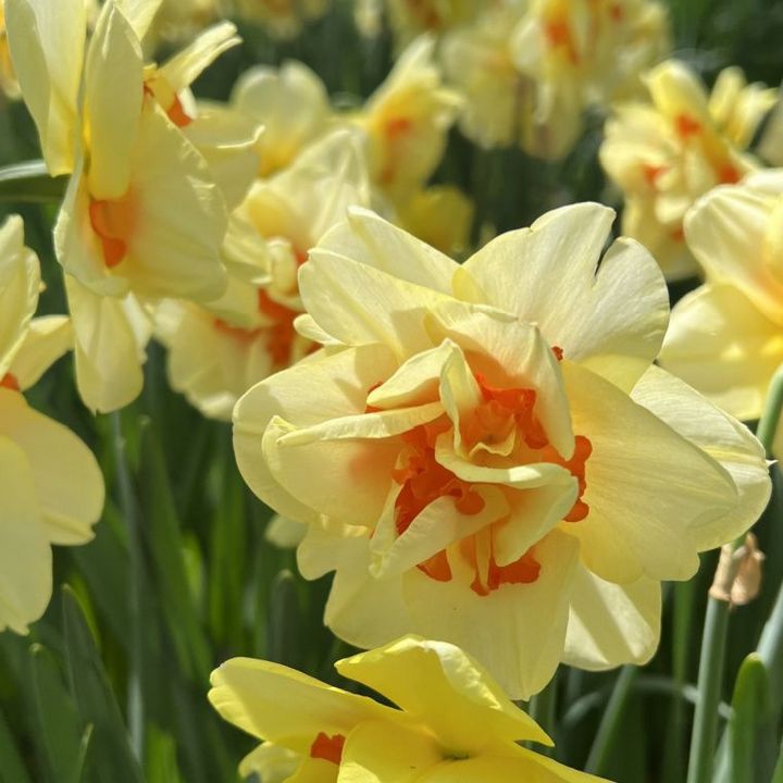 Нарцисс махровый Таити, 12/14, 1 шт.