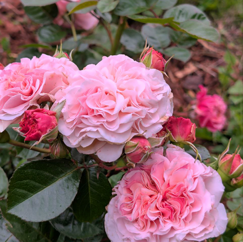 Как подготовить розы к зиме: без ошибок и с любовью