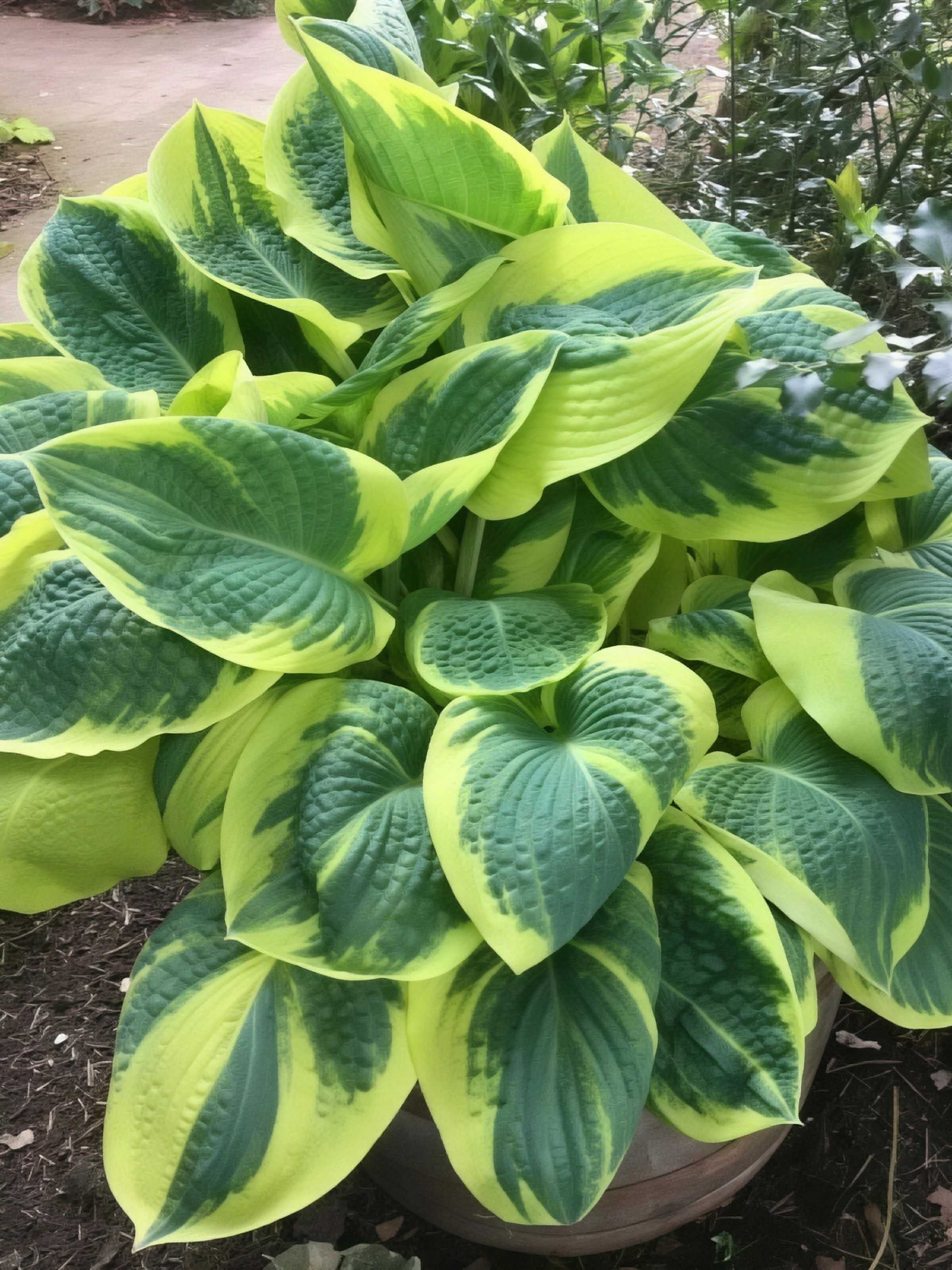 Хоста Бэнд оф Голд, 1 шт.