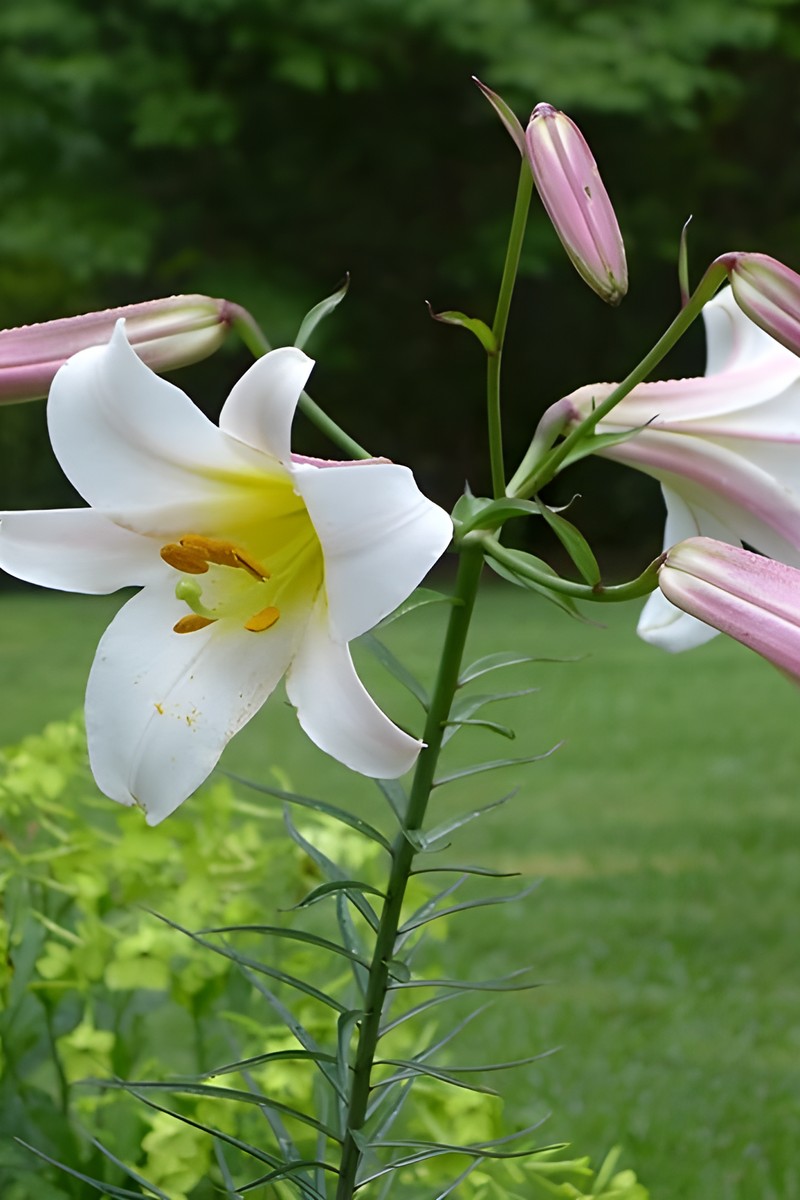 Лилия трубчатая Регале, 18/20, для выгонки, 1 шт.