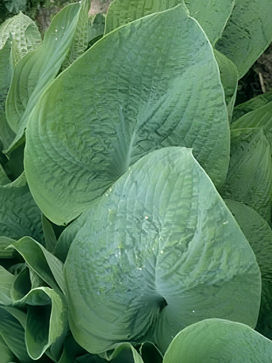 Хоста Юрассик Парк, 1 шт.