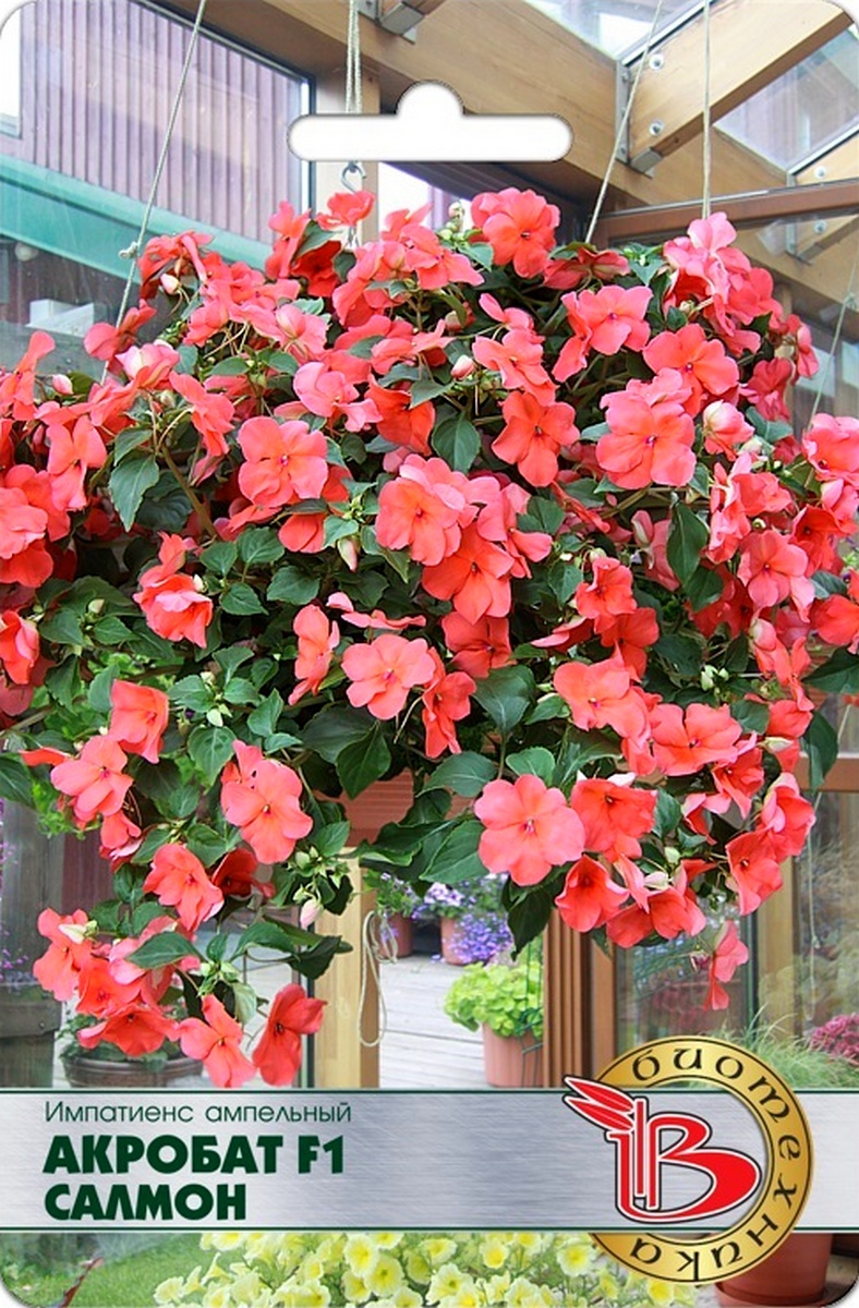 Бальзамин Импатиенс ампельный Акробат F1 Салмон, 8шт. Биотехника