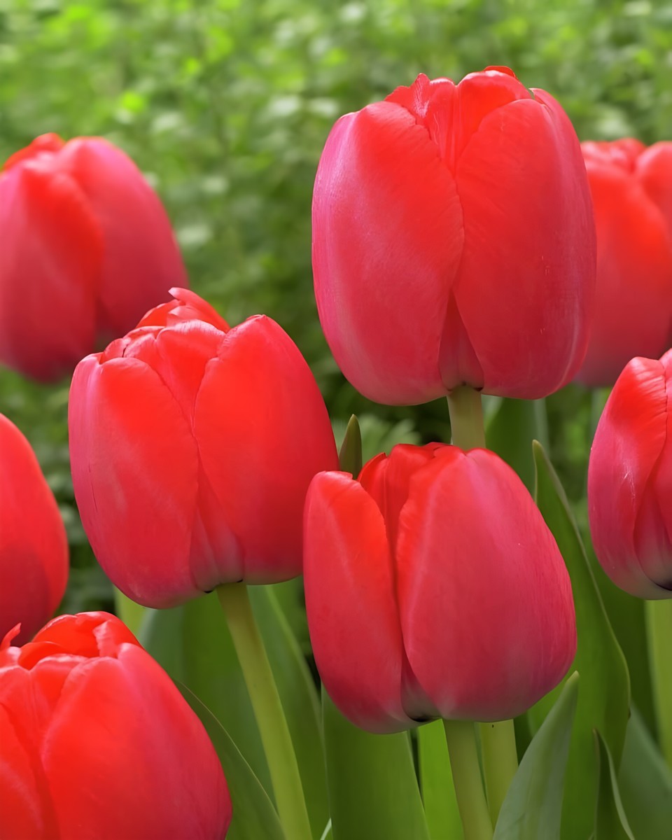 Тюльпан дарвинов гибрид Рэд Прайд, 11/12, 1 шт.