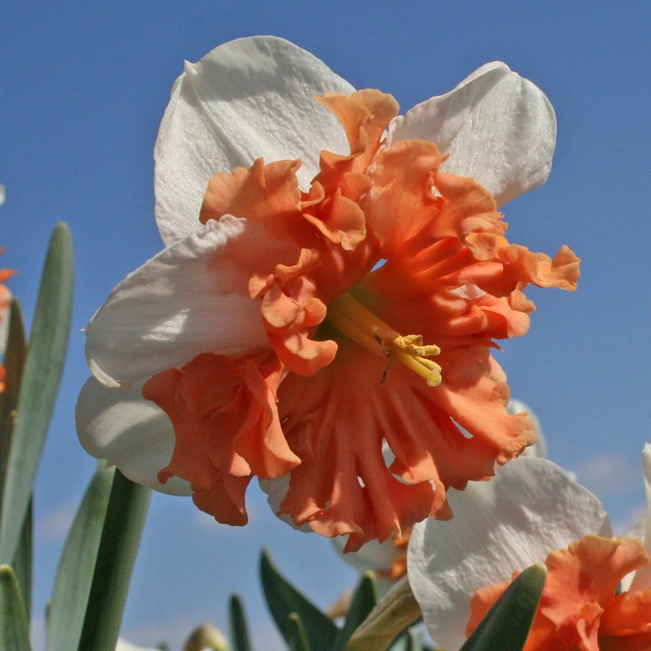 Нарцисс сплит гофрированный Шрайк, 12/14, 1 шт.